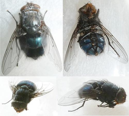 Calliphora vomitoria